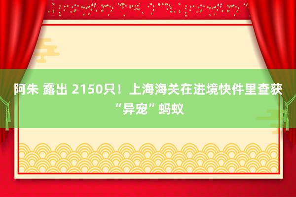 阿朱 露出 2150只！上海海关在进境快件里查获“异宠”蚂蚁